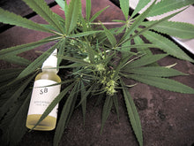 Laden Sie das Bild in den Galerie-Viewer, STUDIO BOTANIC GESICHTSÖL 30 ml